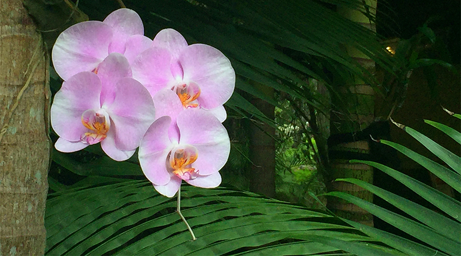 orchid gardens ikatan Balinese Day Spa Noosa visit Noosa Tourism
